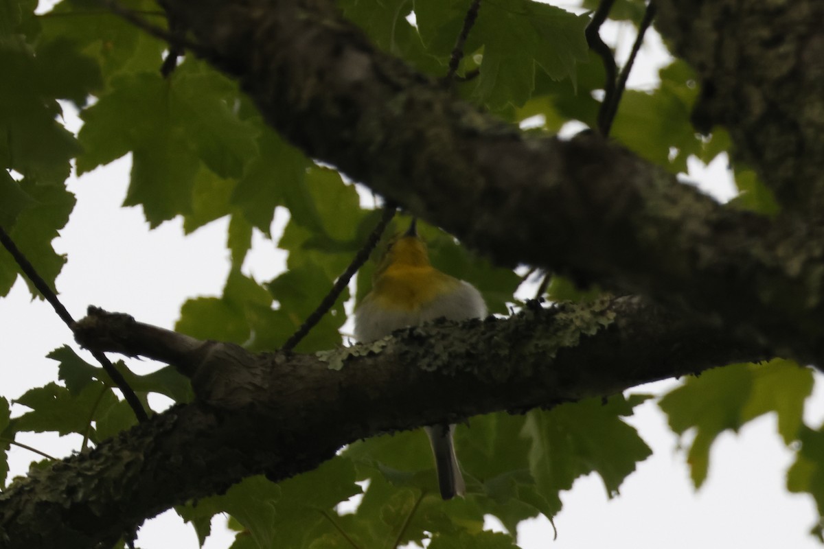 Yellow-throated Vireo - ML582545521