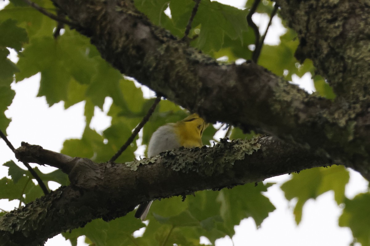 Yellow-throated Vireo - ML582545531