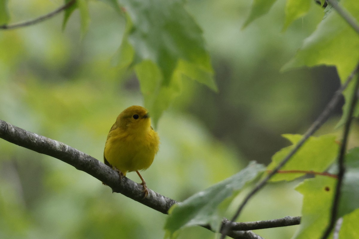 Yellow Warbler (Northern) - ML582545551