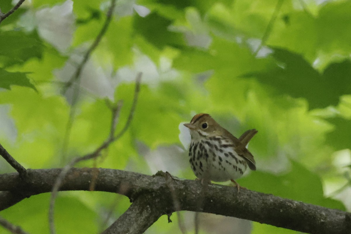 Ovenbird - ML582545571