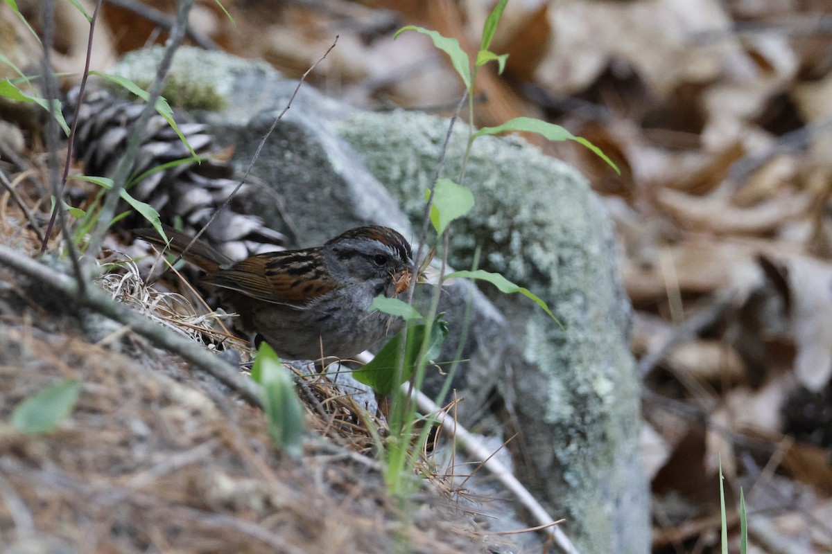 Swamp Sparrow - ML582545641