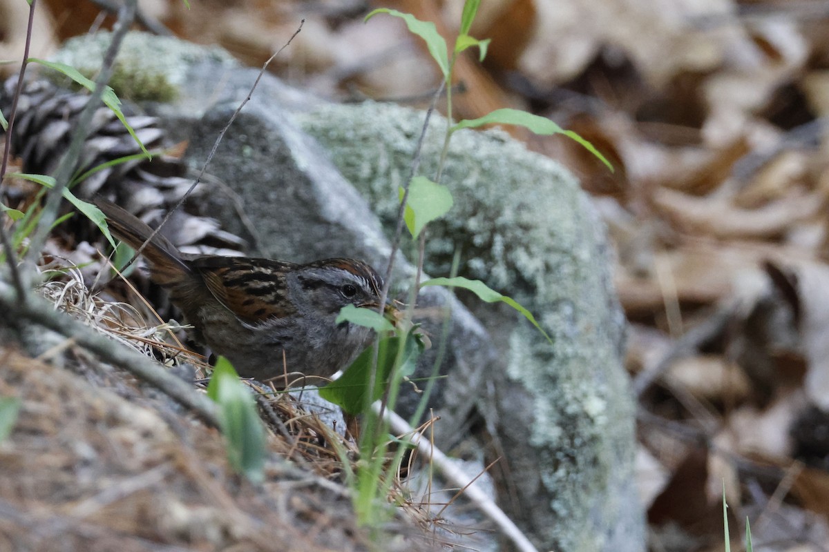 Swamp Sparrow - ML582545651