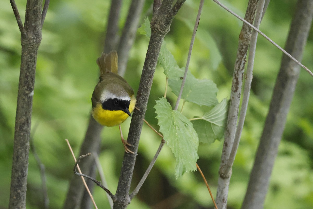 Common Yellowthroat - ML582545761