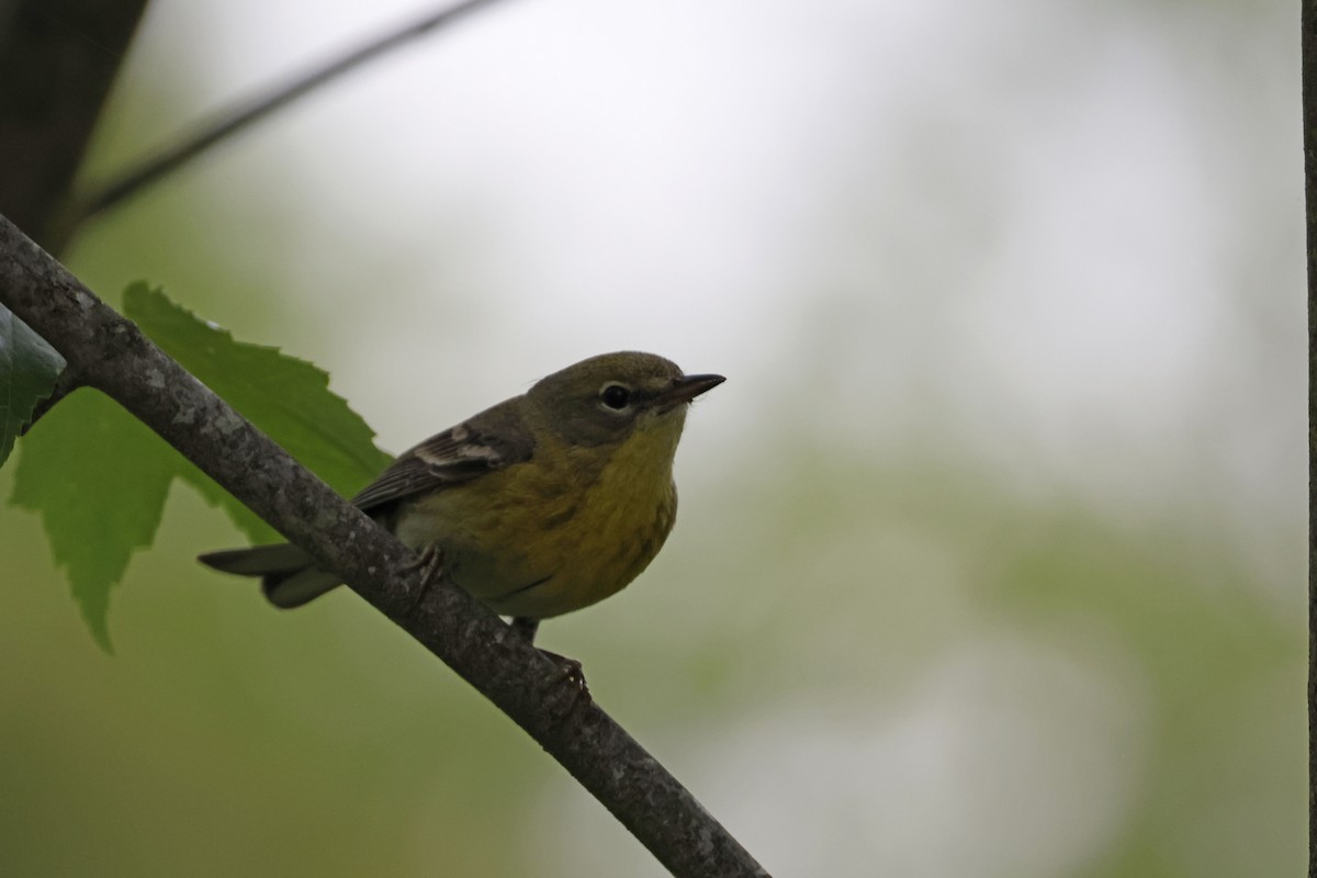 Pine Warbler - ML582545801