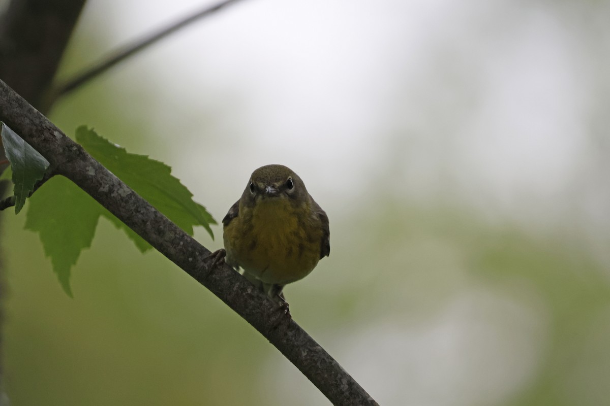 Pine Warbler - ML582545811