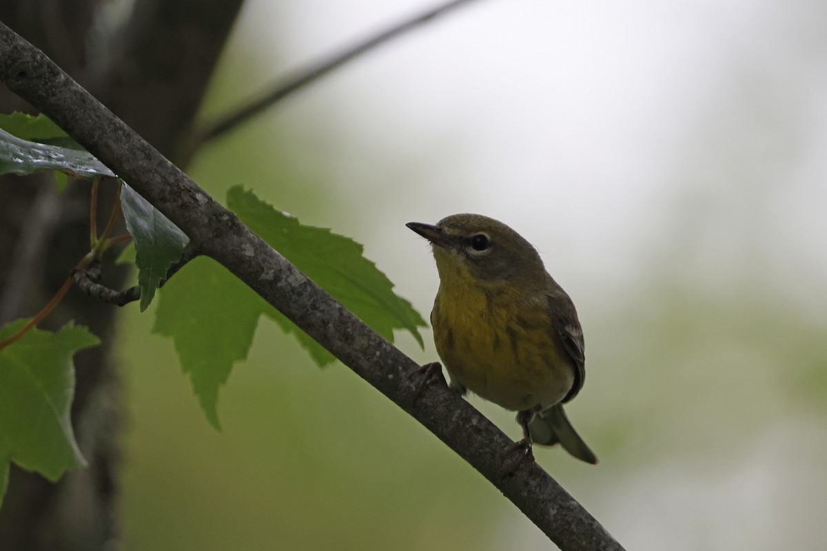 Pine Warbler - ML582545821