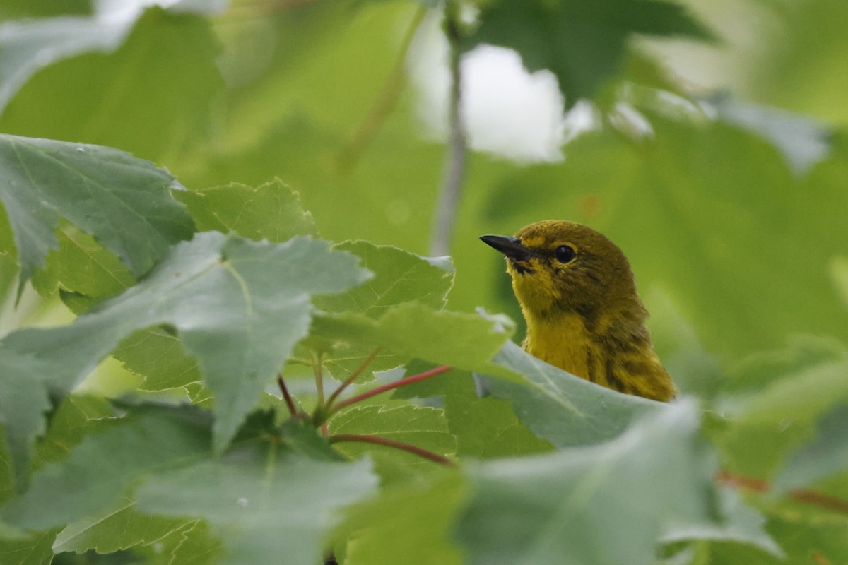 Pine Warbler - ML582545831