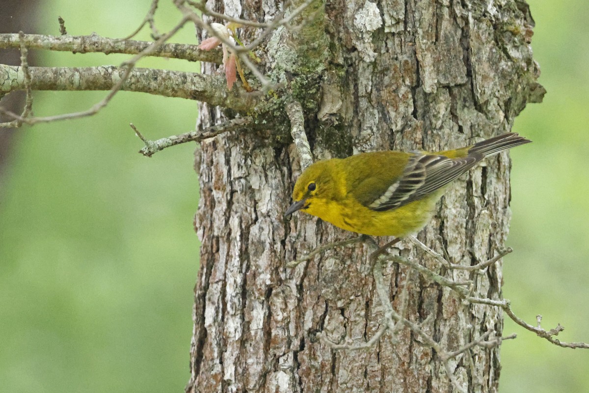 Pine Warbler - ML582545841