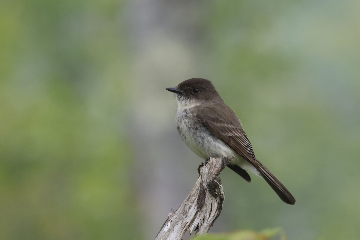 Eastern Phoebe - ML582545951