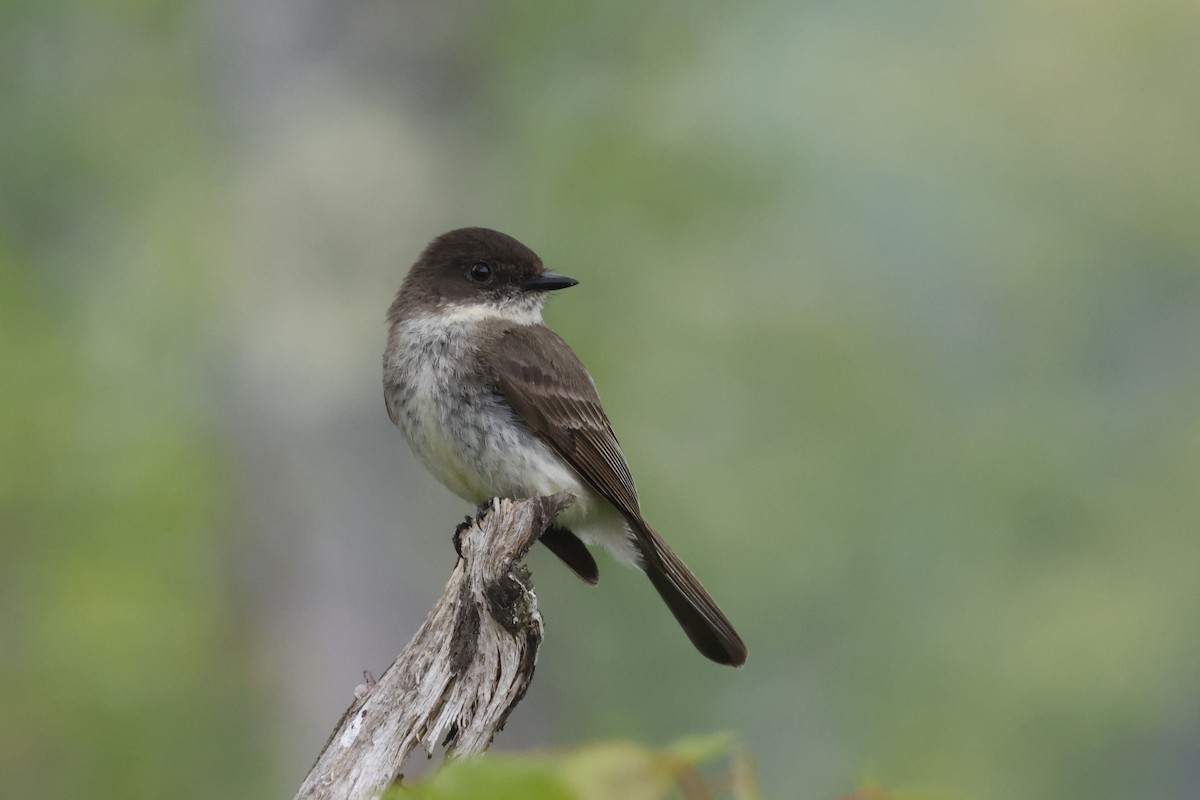 Eastern Phoebe - ML582545971