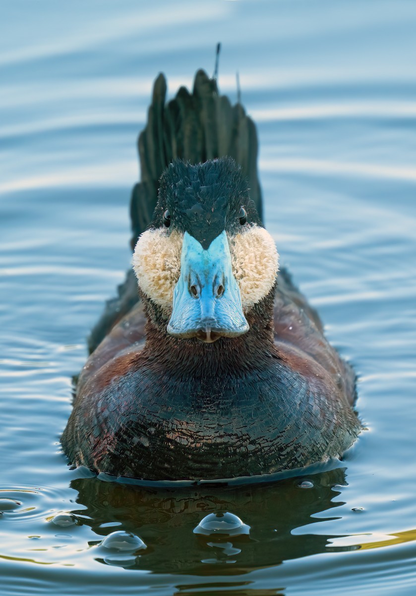 Ruddy Duck - ML582547471