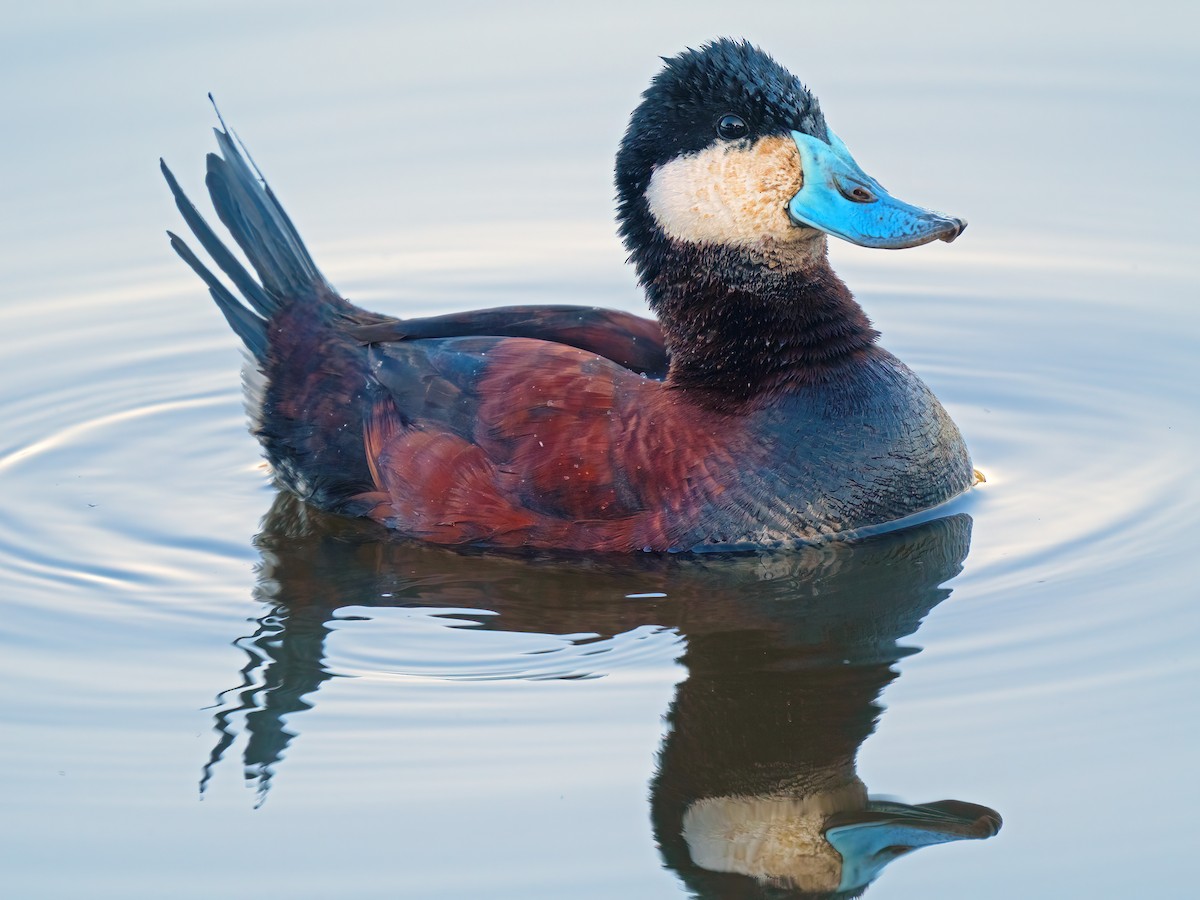 Ruddy Duck - ML582547481