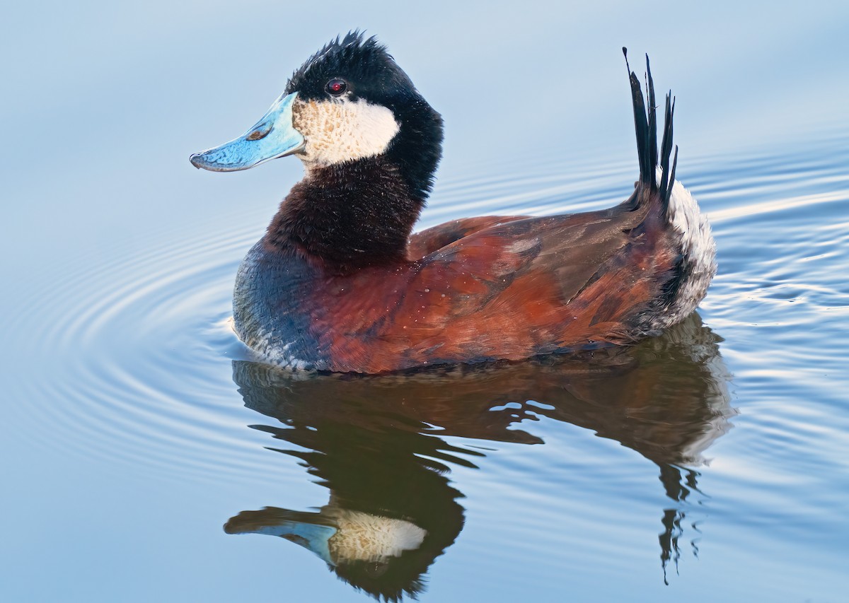 Ruddy Duck - ML582547501