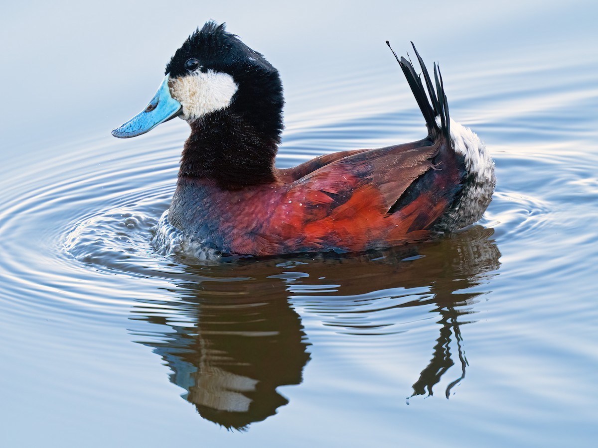 Ruddy Duck - ML582547521