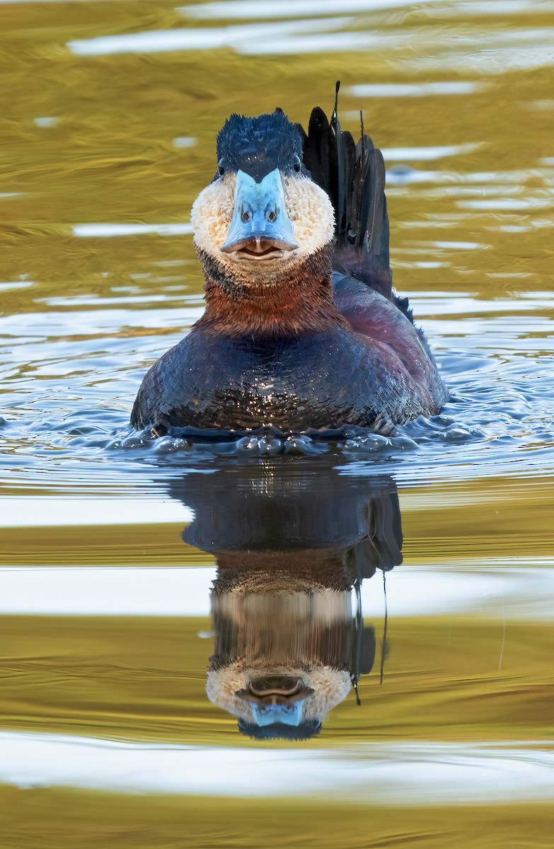 Ruddy Duck - Mark Chappell