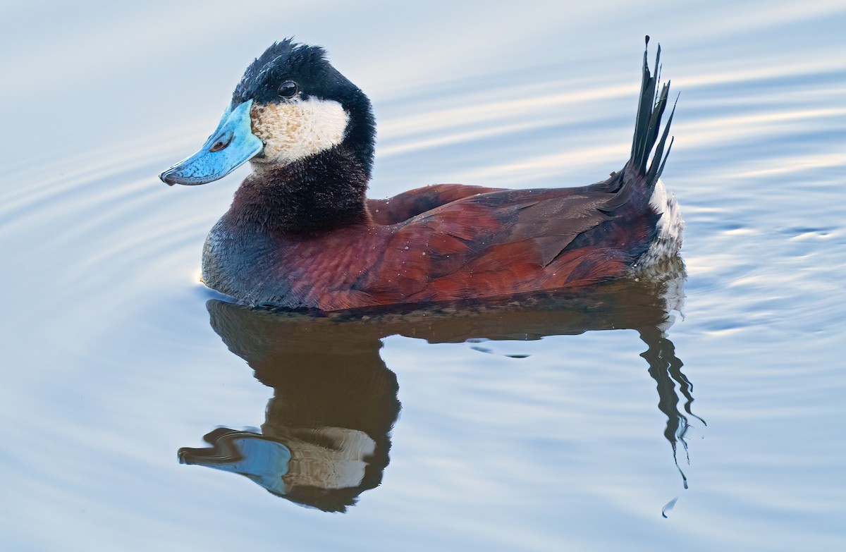 Ruddy Duck - ML582547611