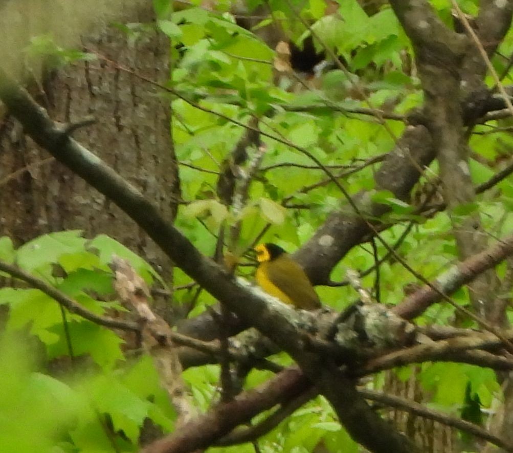 Hooded Warbler - ML582547761