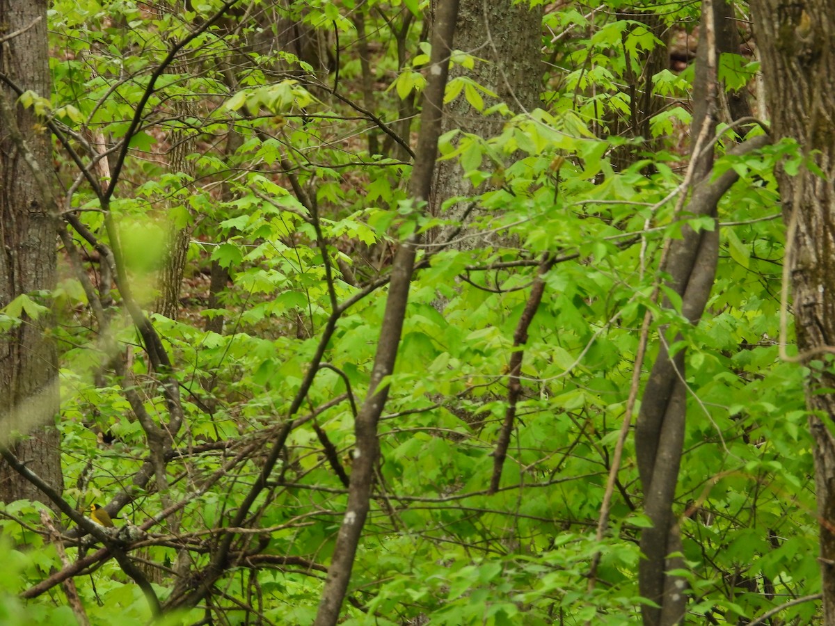 Hooded Warbler - ML582547771