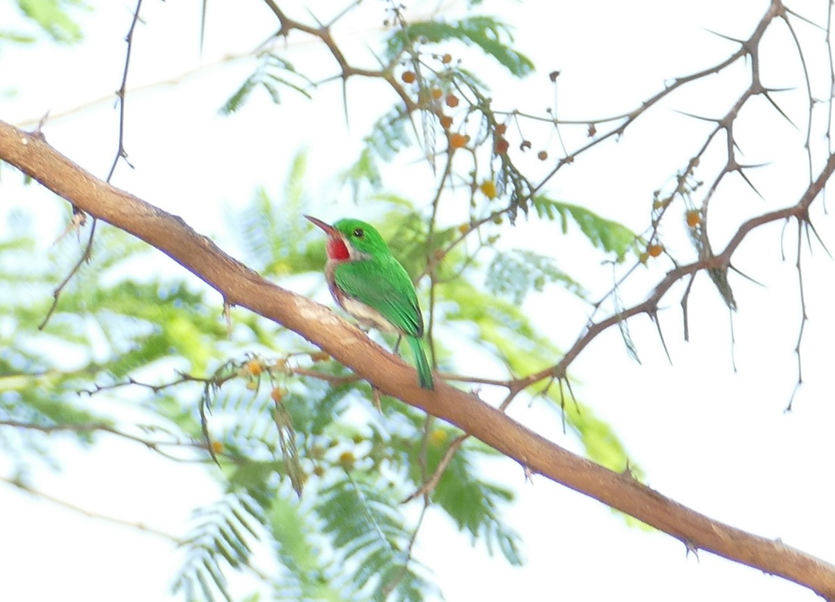 Broad-billed Tody - ML582549121