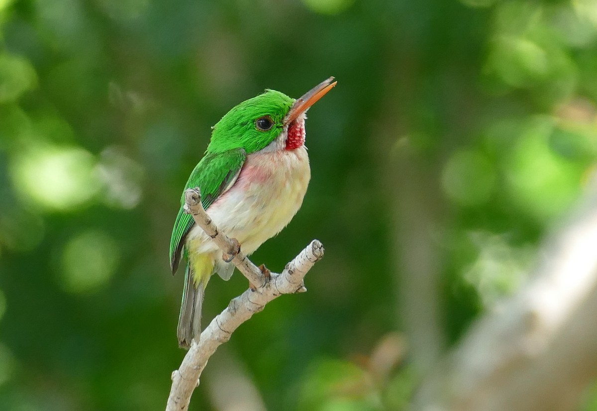 Broad-billed Tody - ML582549131