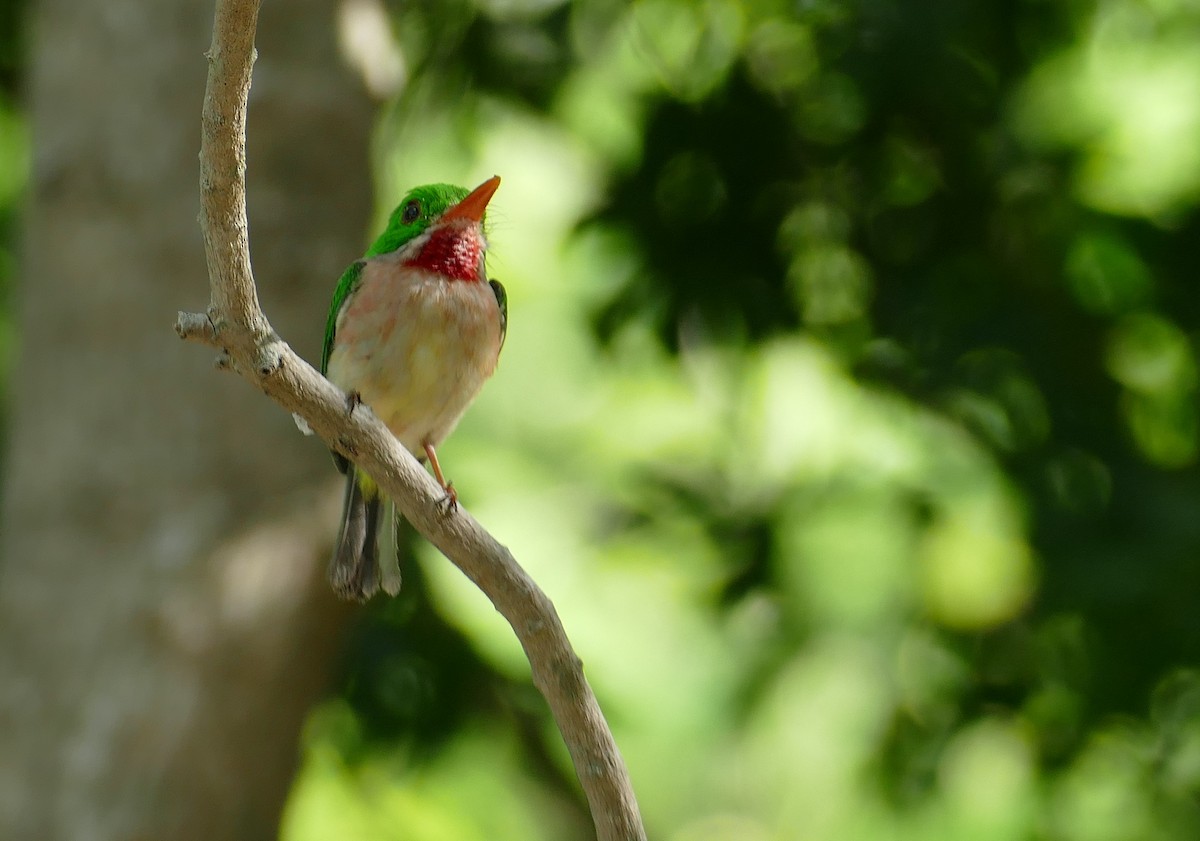 Broad-billed Tody - ML582549151