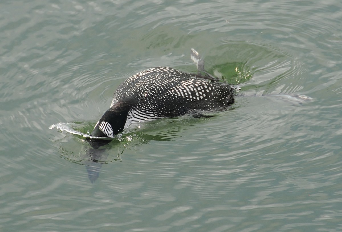 Common Loon - ML58254941