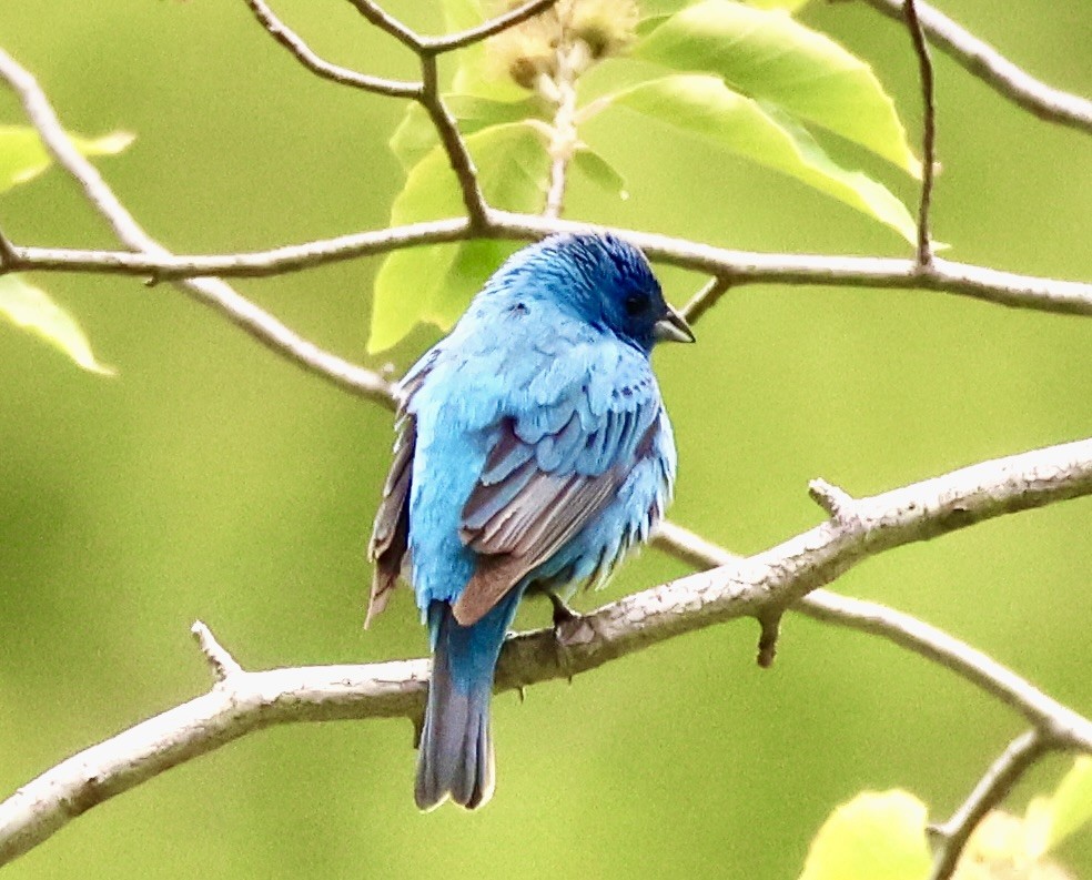 Indigo Bunting - Charlie   Nims