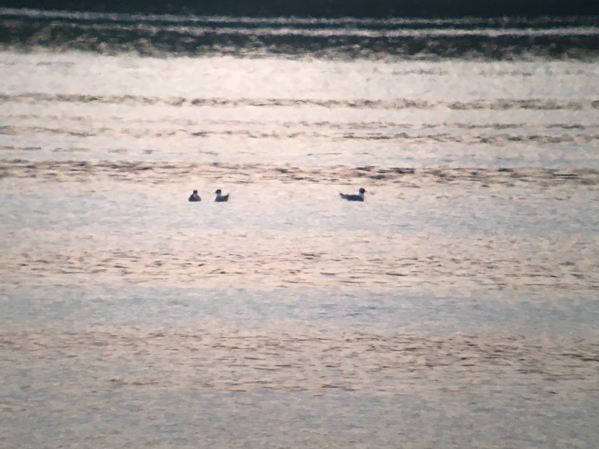 Franklin's Gull - ML58255041