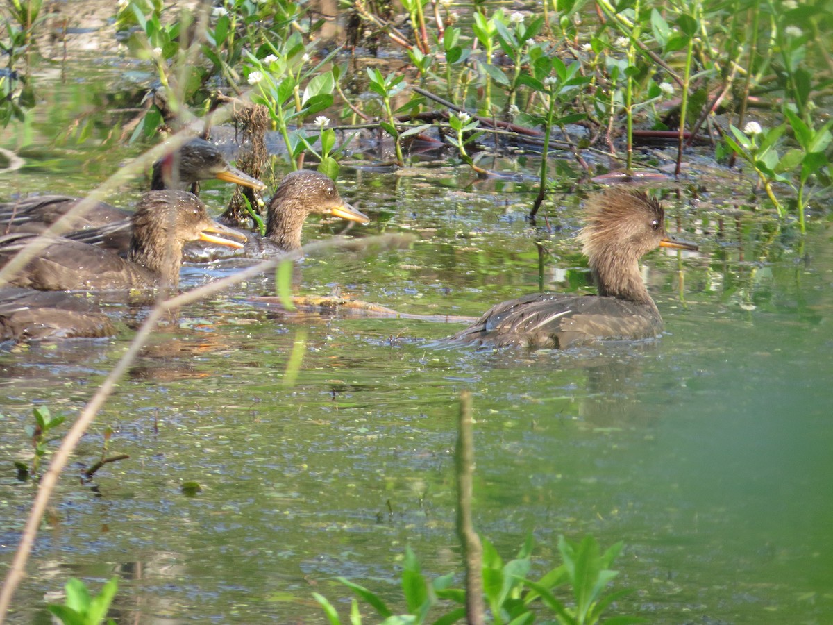 Hooded Merganser - ML582550671