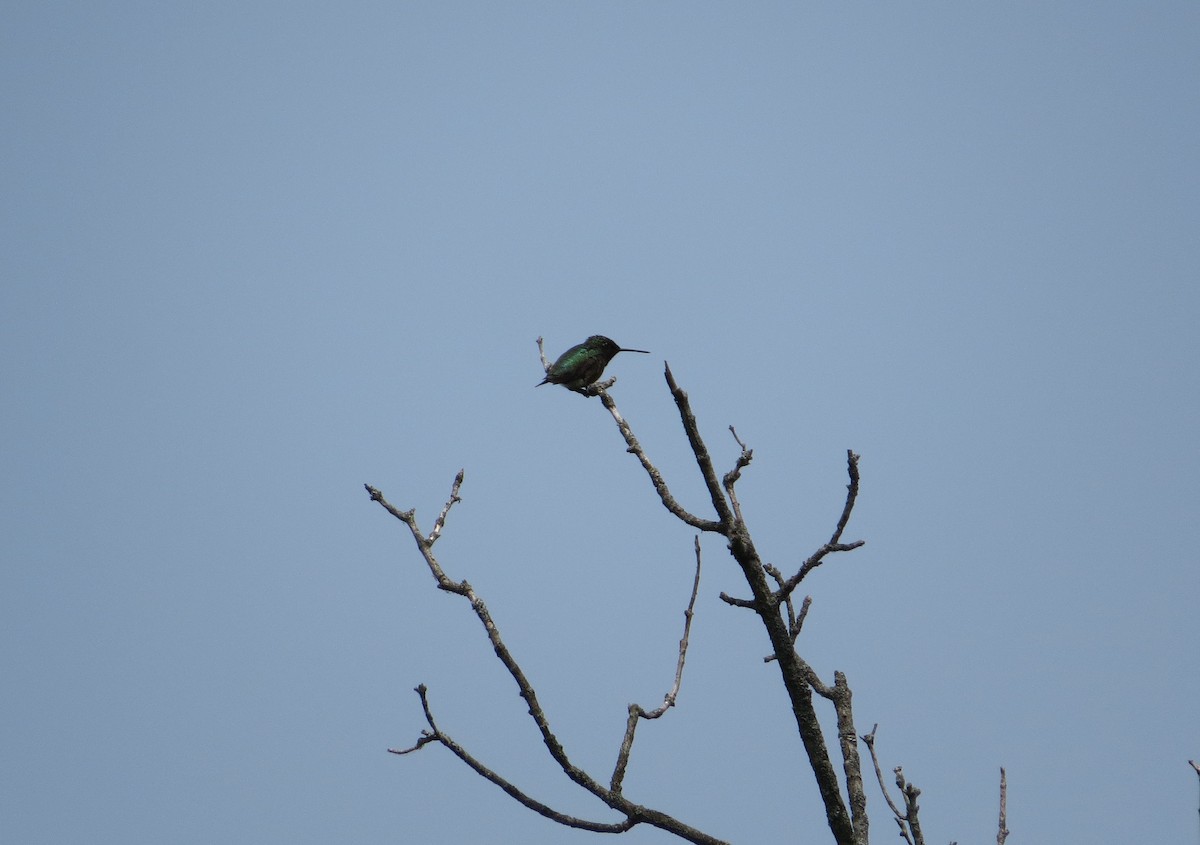 Colibri à gorge rubis - ML582550741