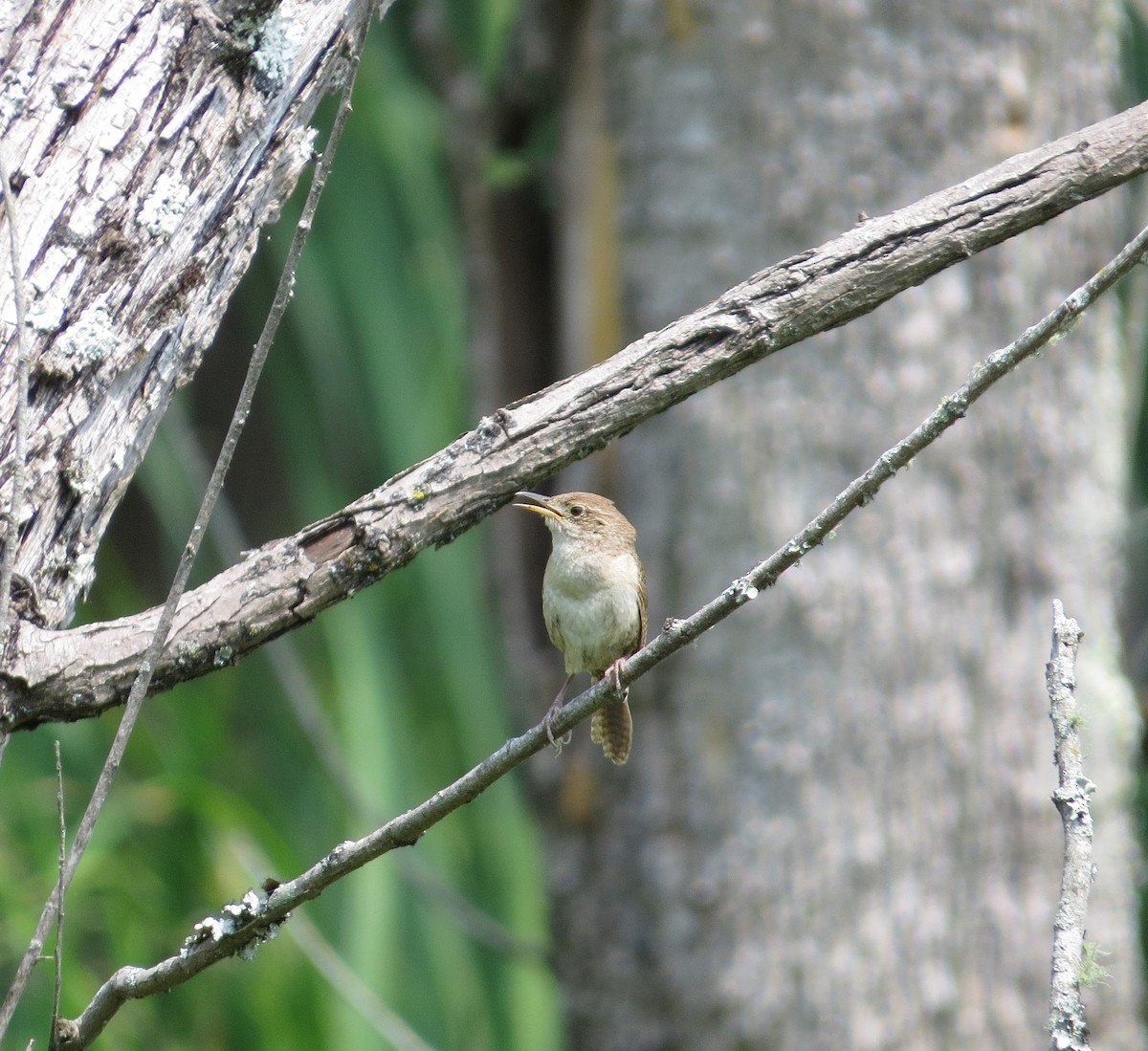 Northern House Wren - ML582551181