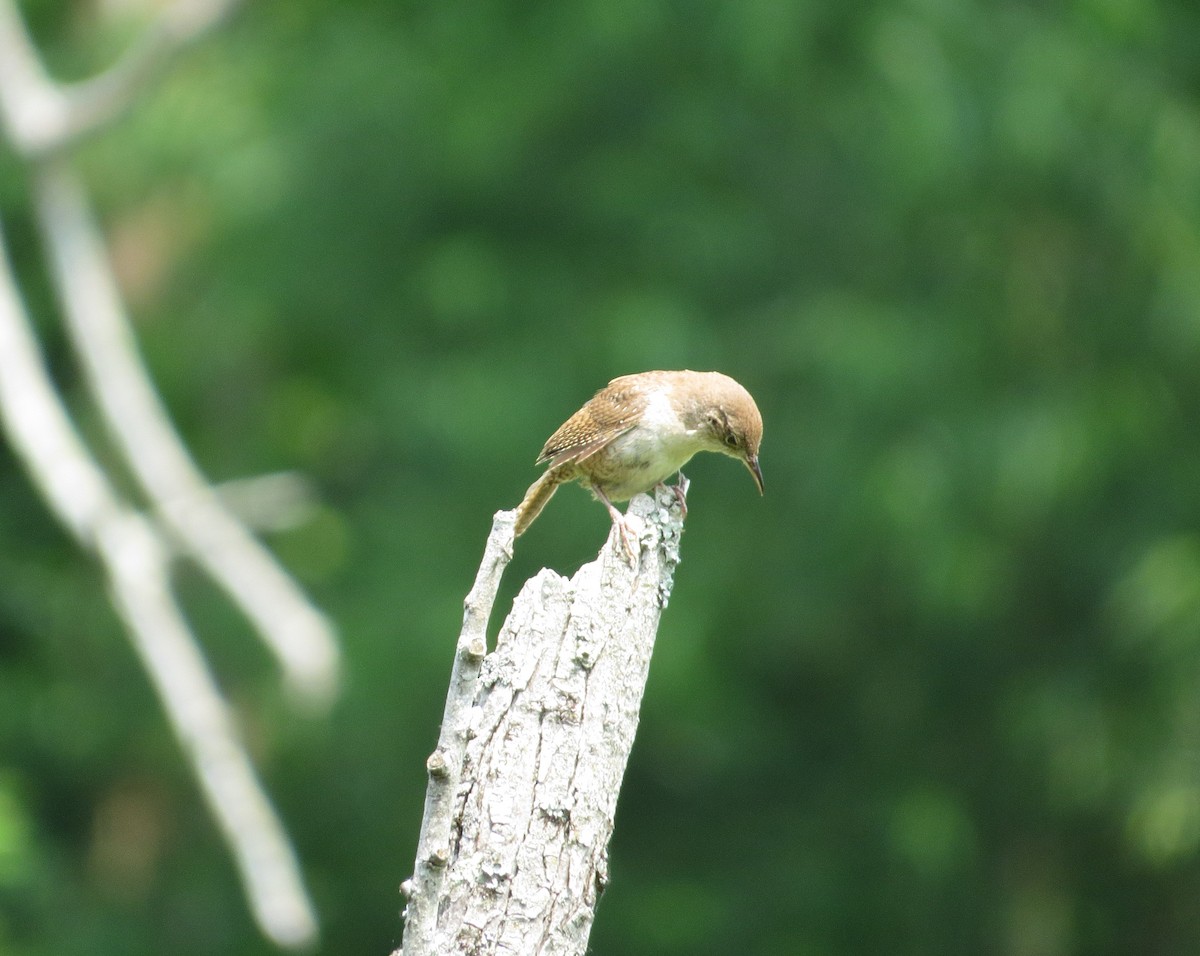 Northern House Wren - ML582551191