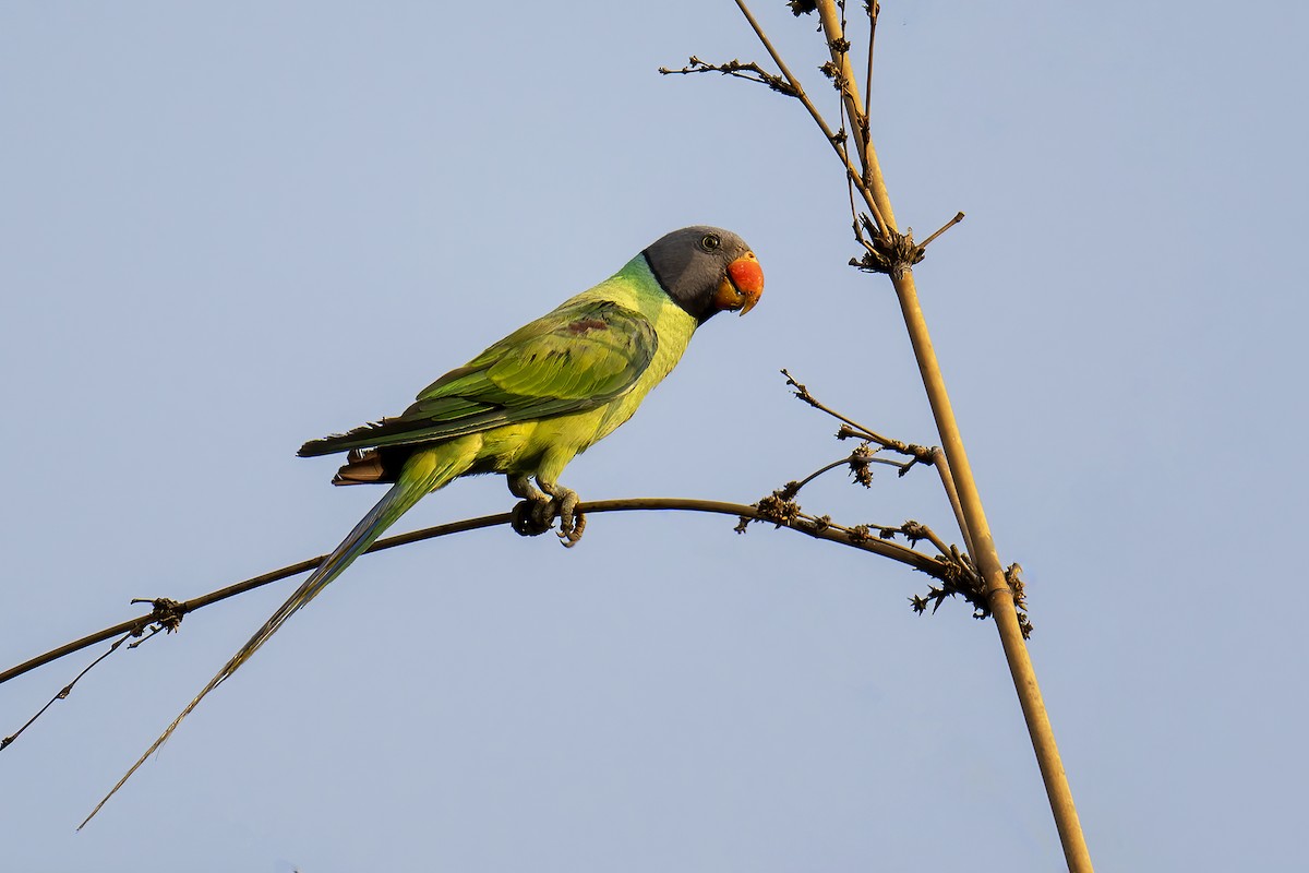 Gray-headed Parakeet - ML582551411