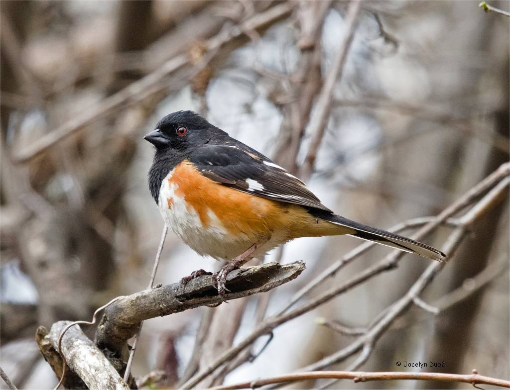 Eastern Towhee - ML582551461