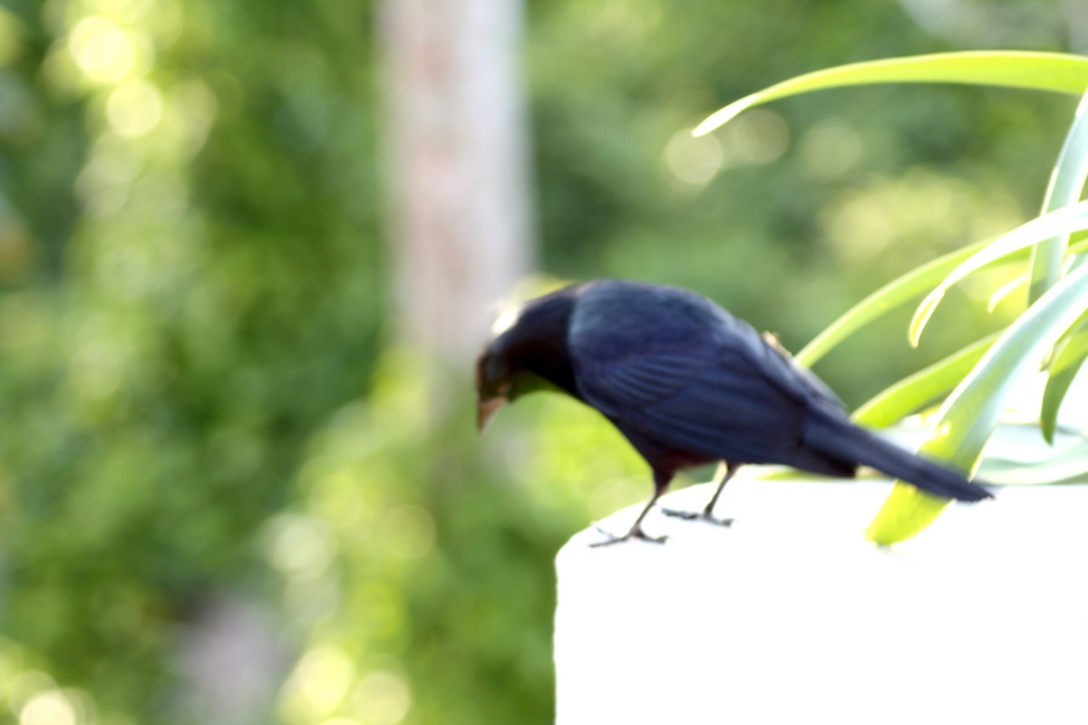 Shiny Cowbird - ML582551811