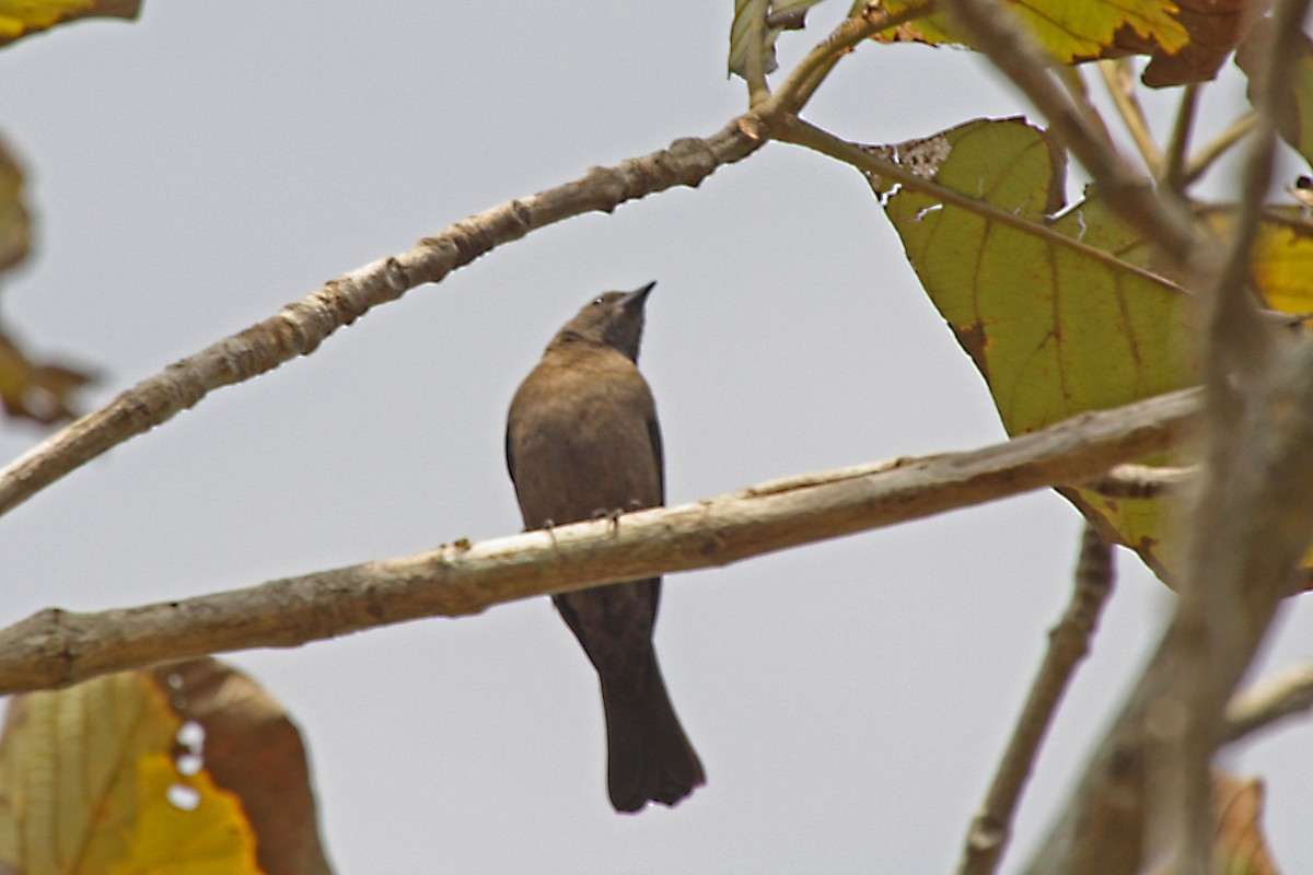 Shiny Cowbird - ML582551821