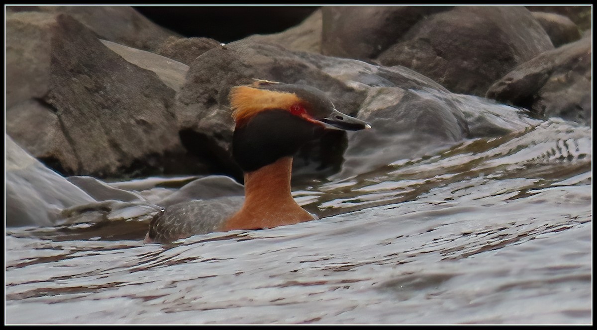 Horned Grebe - ML582552521