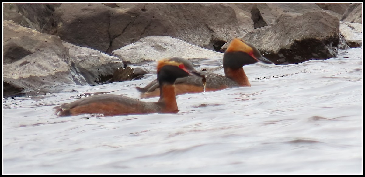 Horned Grebe - ML582552531