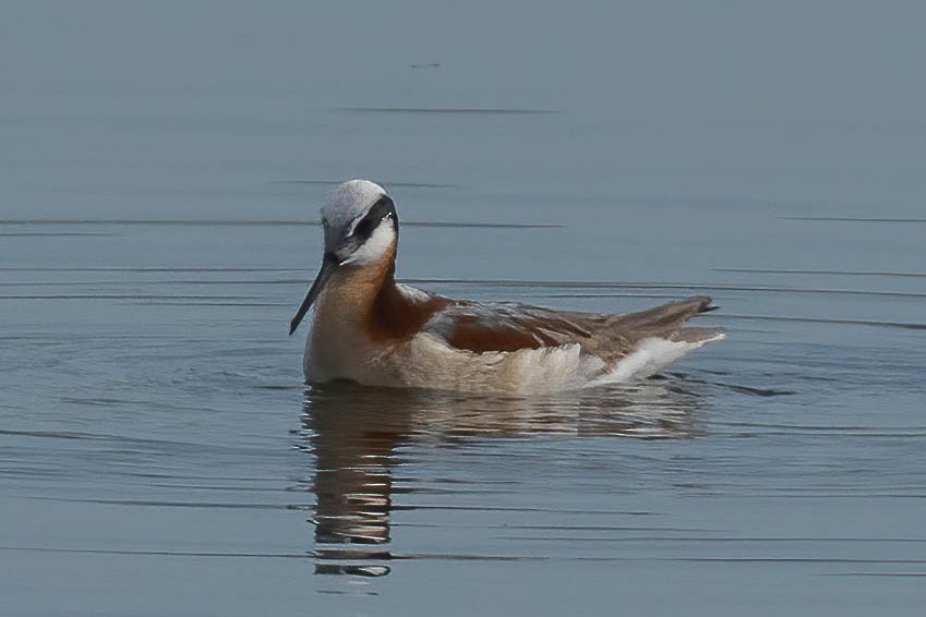 Falaropo Tricolor - ML582552551