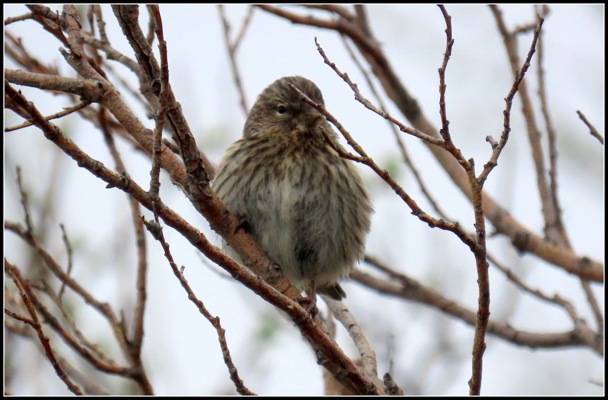 Common Redpoll - ML582552591