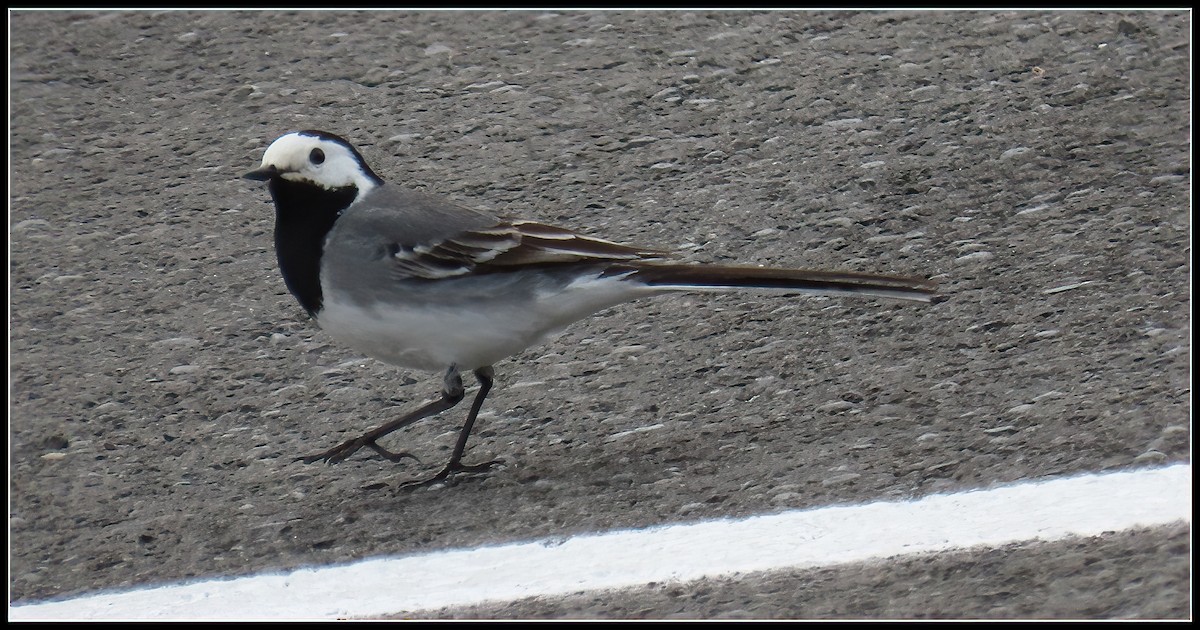 White Wagtail - ML582552671