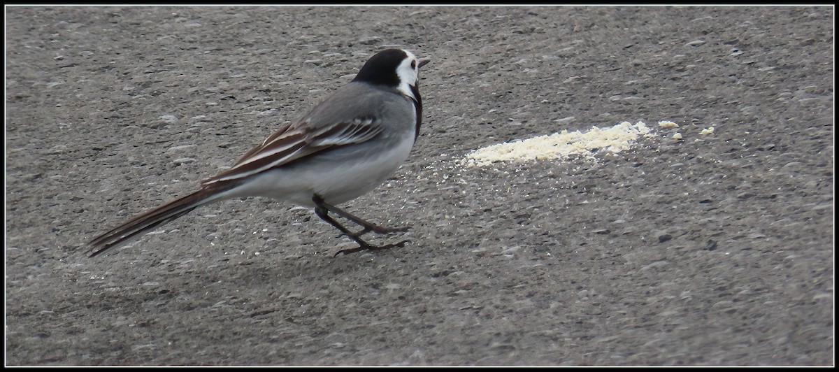 White Wagtail - ML582552681