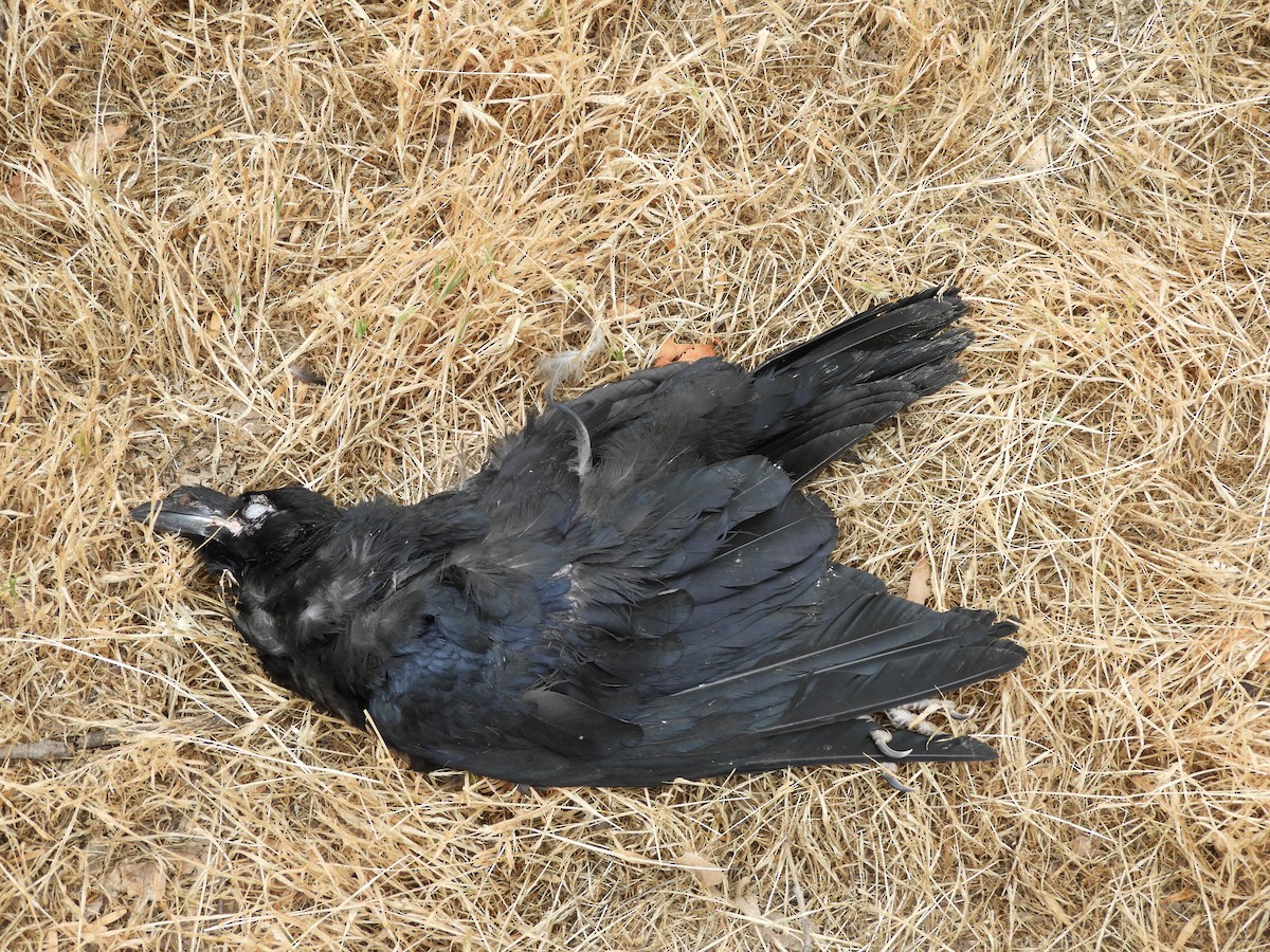 Common Raven - ML58255331