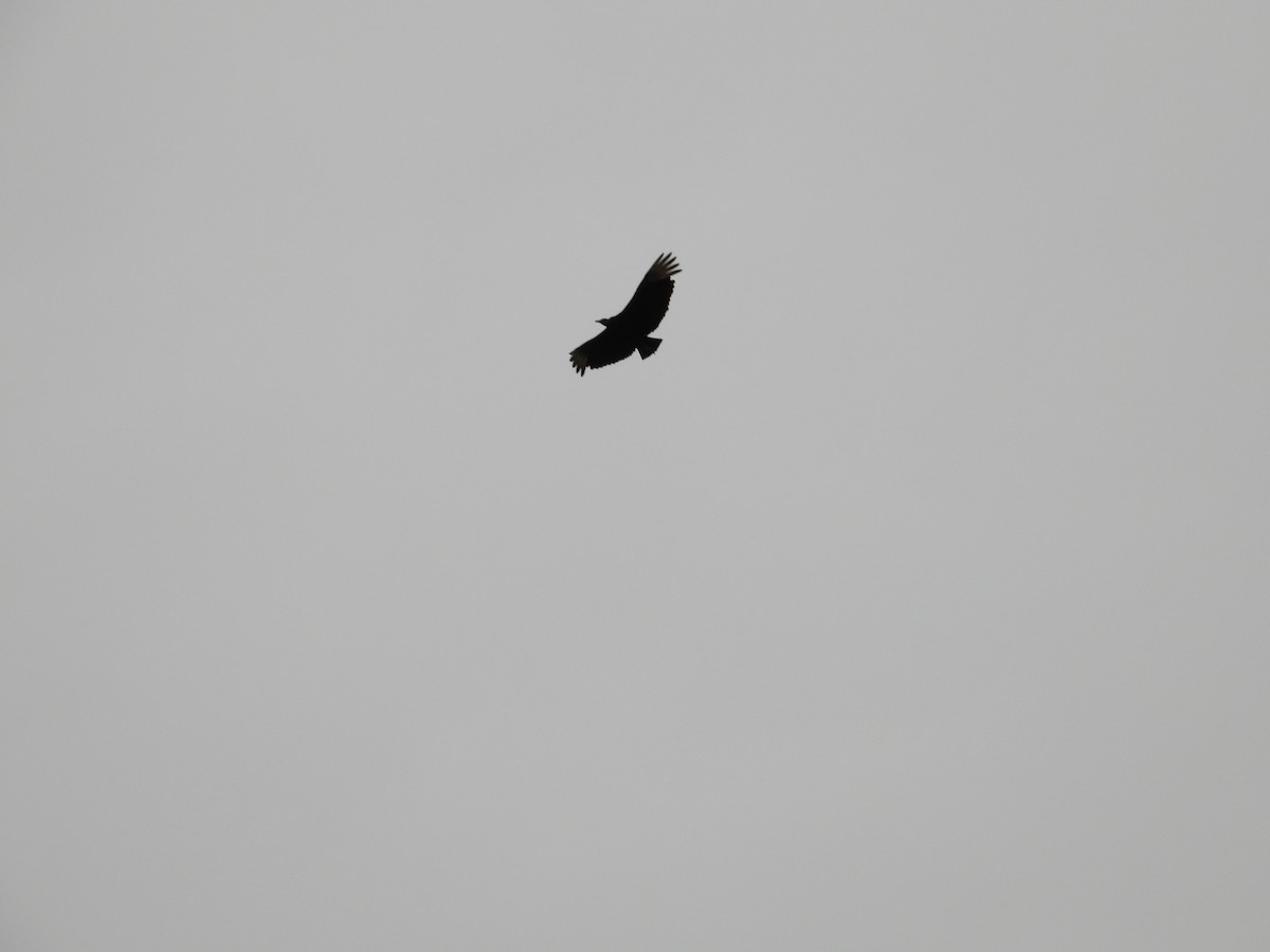 Black Vulture - ML582553481