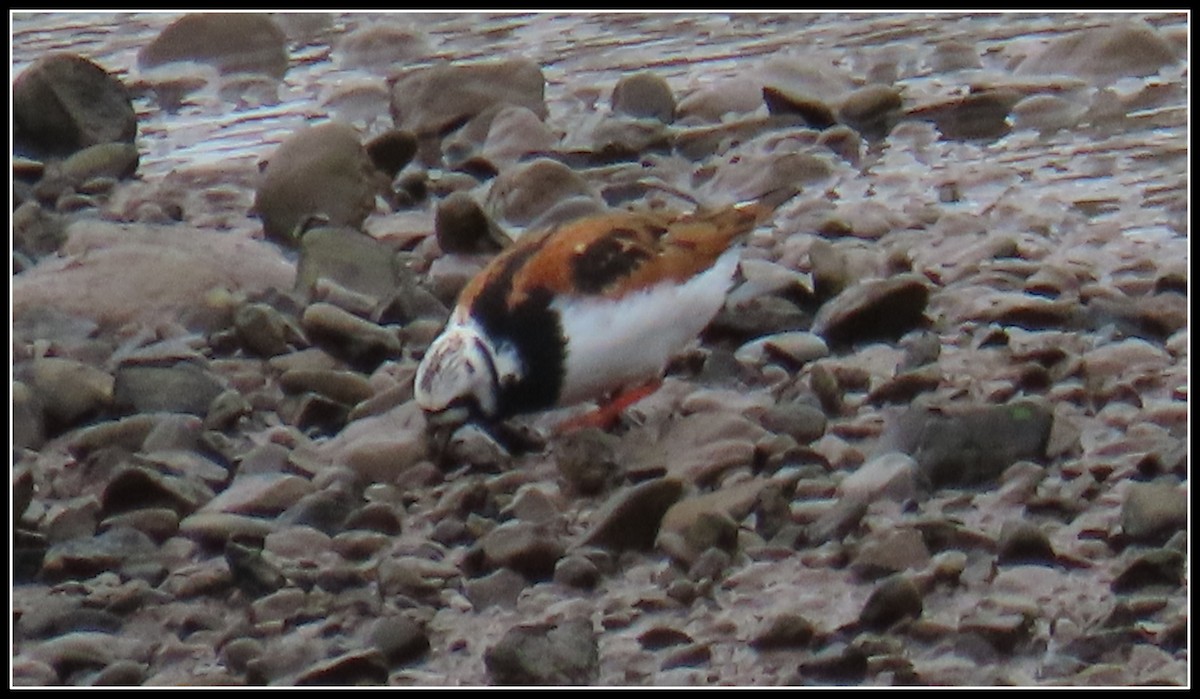 Ruddy Turnstone - ML582554321