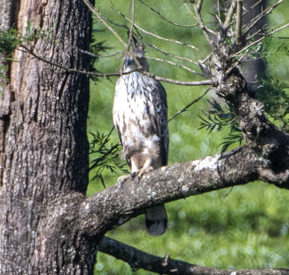 Legge's Hawk-Eagle - Siva Chandra  AV