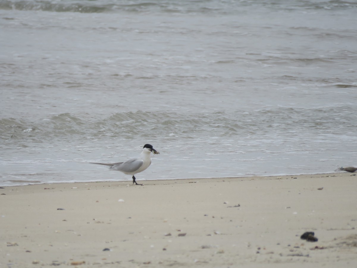 Gull-billed Tern - ML582554461