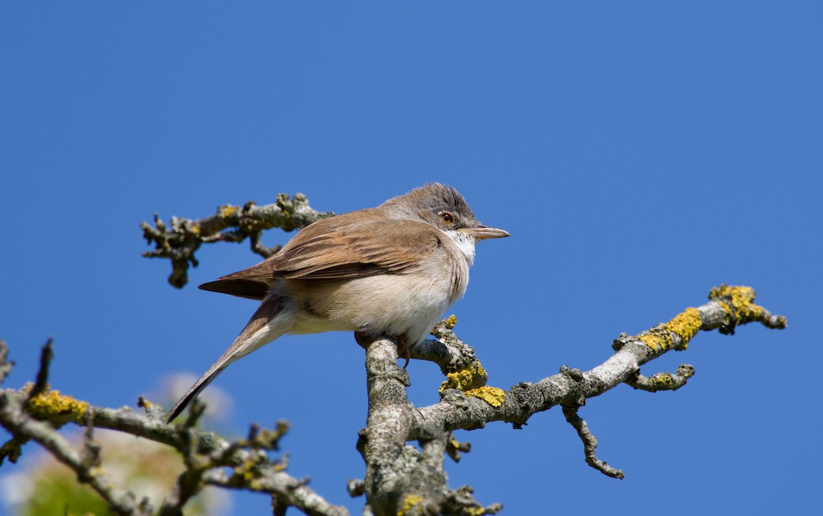 Sterpazzola - ML582554601