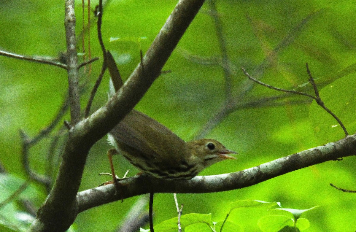 Ovenbird - ML582554711