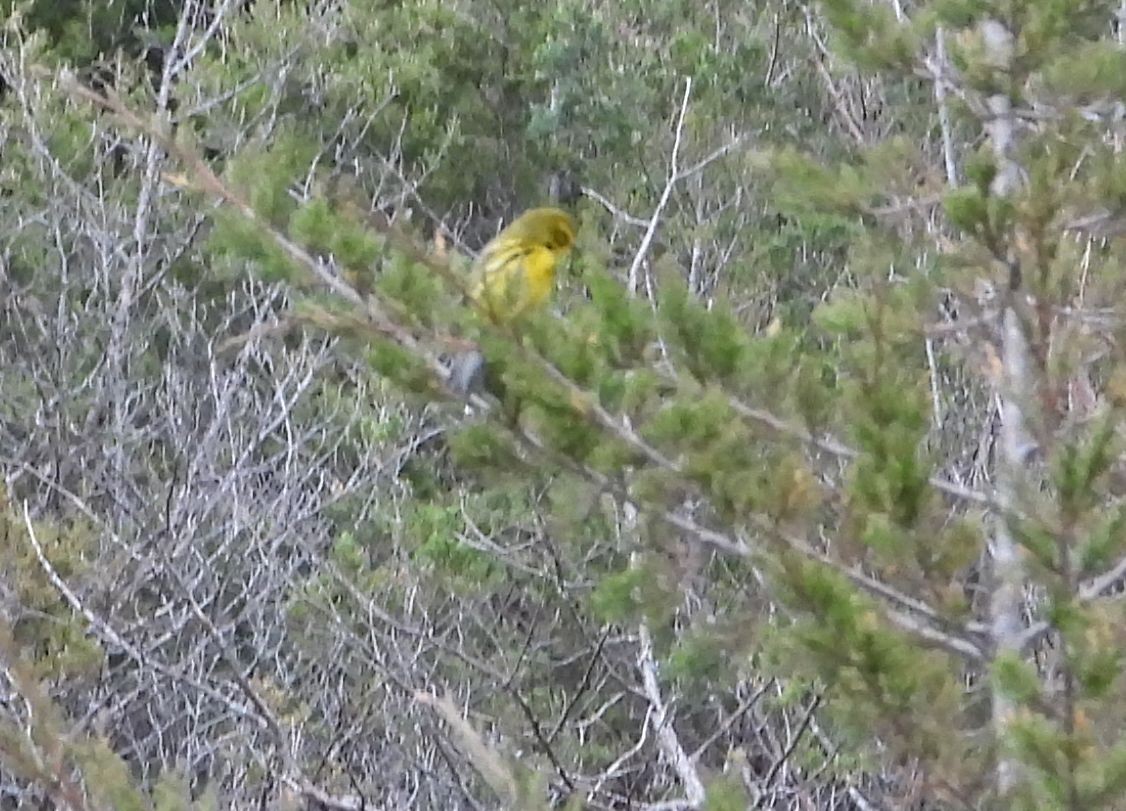 Prairie Warbler - ML582554931